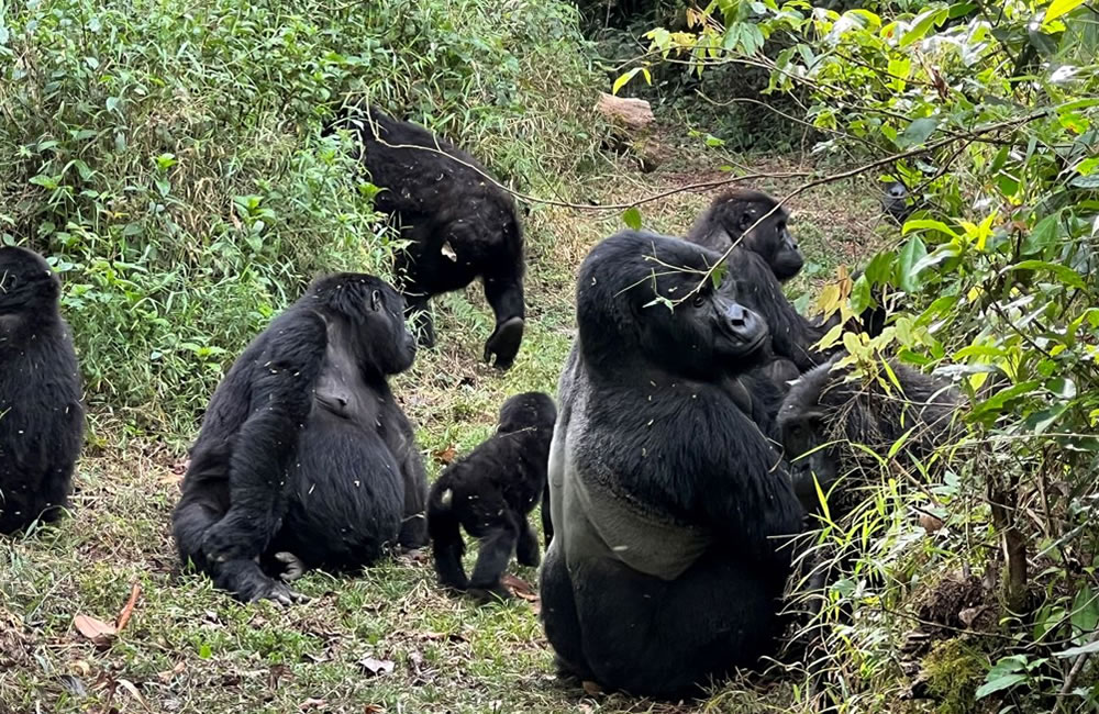 Epic Gorilla Trekking in the Volcanoes of Rwanda
